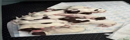 English Springer Spaniel dogs for sale: FTCH Sired Springer Spaniel Puppies - Advert 10