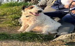 Lakeland Terrier dogs for stud: Lakeland terrier stud  - Image 3
