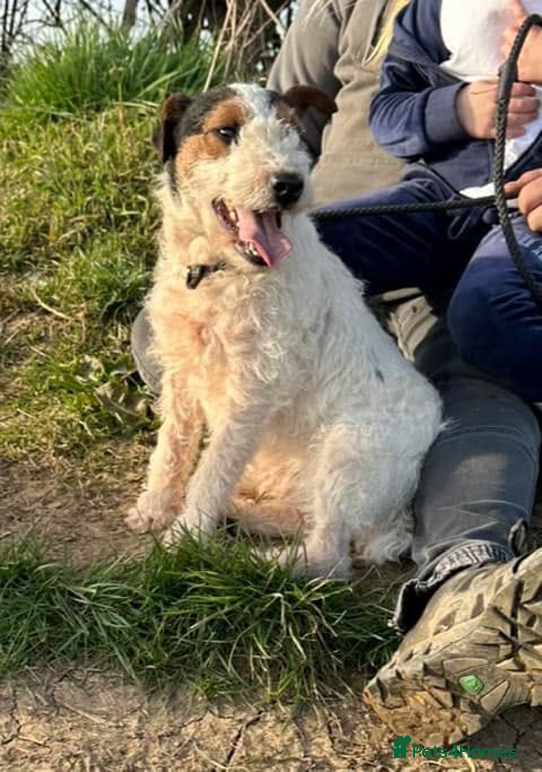 Lakeland Terrier dogs for stud: Lakeland terrier stud  - Image 3