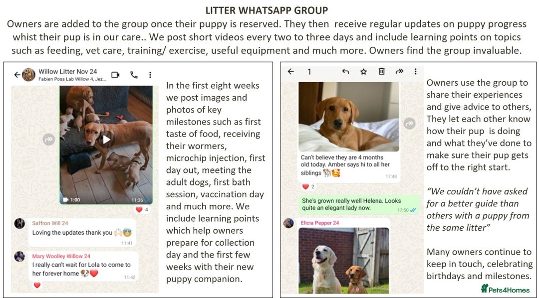 Cocker Spaniel dogs for sale: Stunning Show Cockers. Health Tested/KC Registered - Advert 18