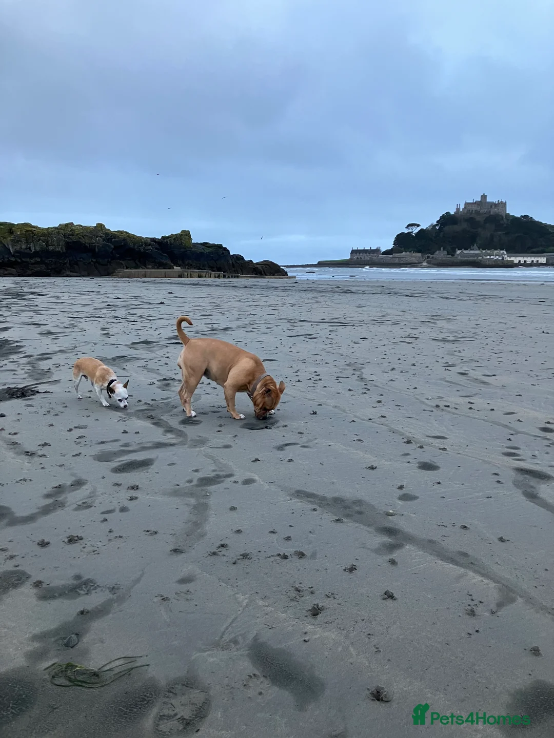 Staffordshire Bull Terrier dogs for sale: Ari - beautiful staffy cross - Advert 3