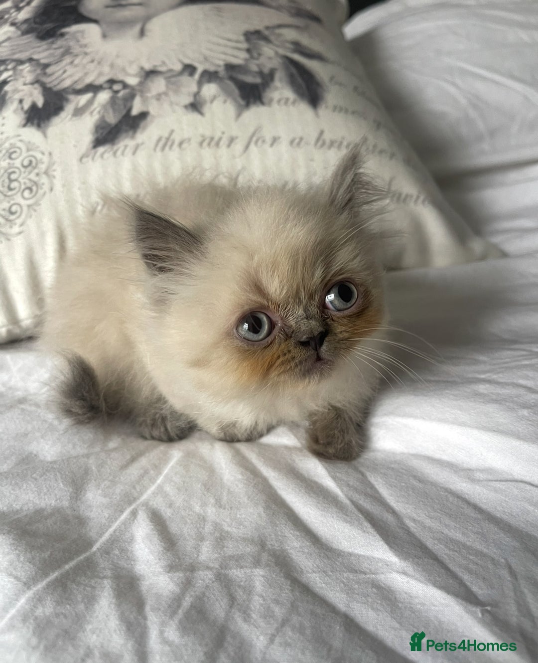 Persian cats for sale: 2 male 4 female  - Image 12