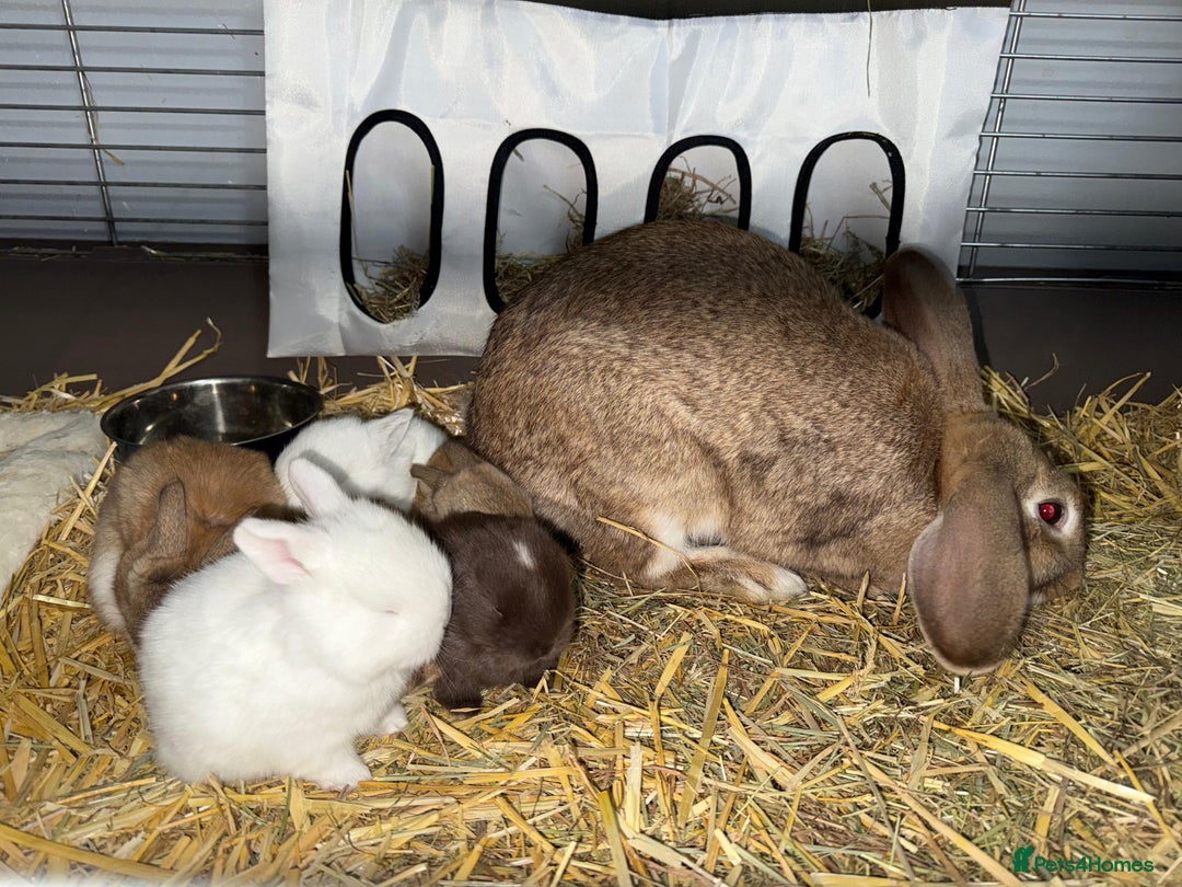 French Lop rabbits for sale: French Lop Bunnies - Advert 14
