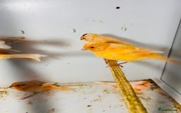 Canaries birds for sale: Young Red factor canaries for sale  - Image 6