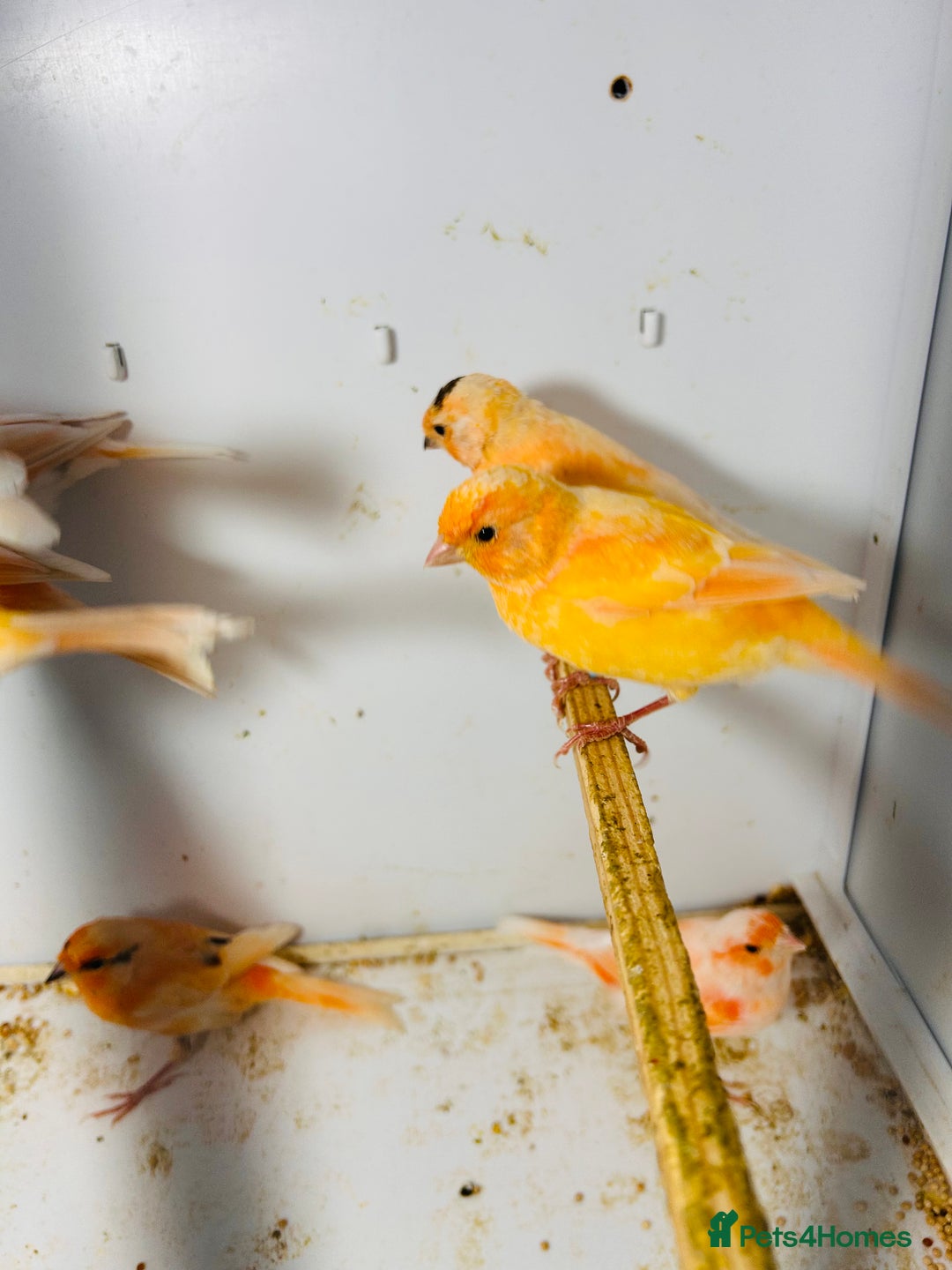 Canaries birds for sale: Young Red factor canaries for sale  - Image 6