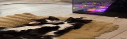 Mixed Breed cats for sale: Beautiful Mother Cat & 4 Lovely Kittens - Advert 13