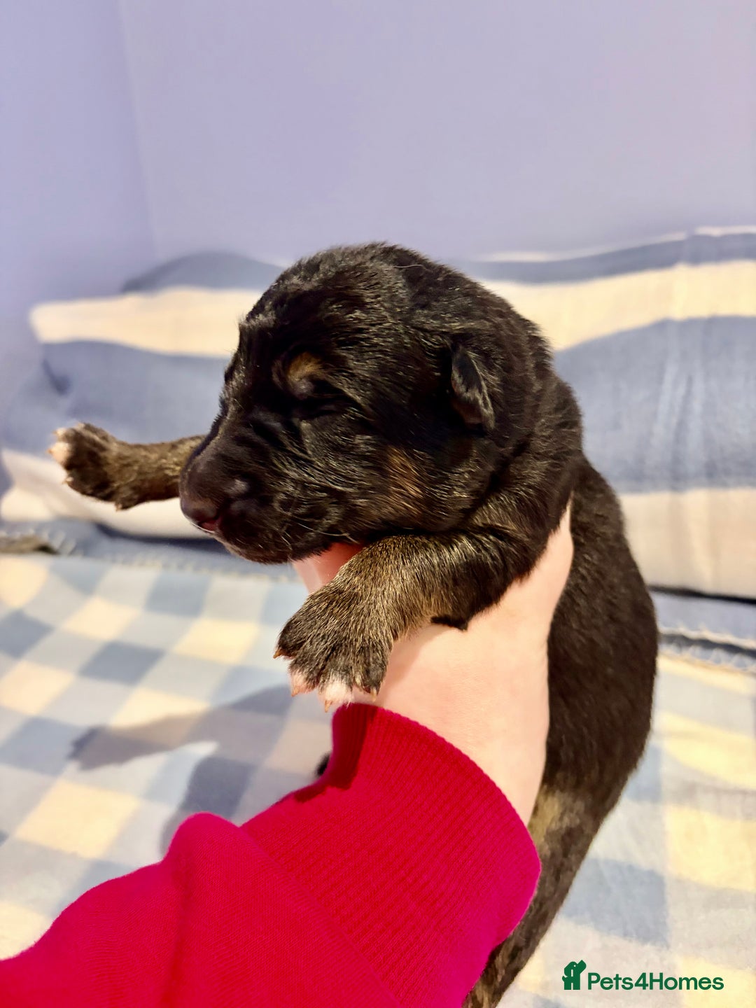 German Shepherd dogs for sale: 🐶 Beautiful KC Registered Puppies Available 🐶 - Advert 3