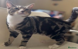 Mixed Breed cats for adoption: 6 mths boys, loving & playful, vaccs, neut, chip.  - Image 4