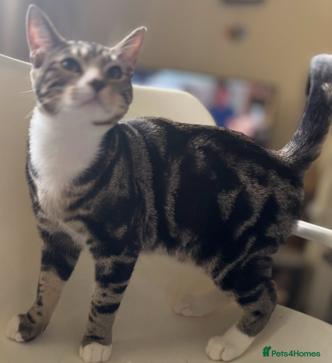 Mixed Breed cats for adoption: 6 mths boys, loving & playful, vaccs, neut, chip.  - Image 4