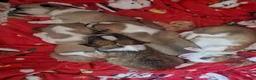 Chihuahua dogs for sale: Beautiful chihuahua pups in Manchester - Advert 9