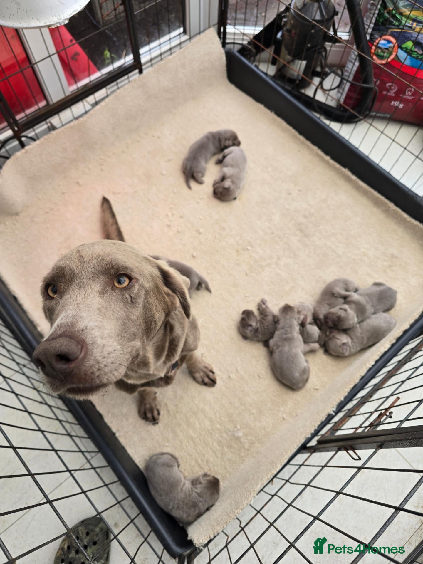 Labrador Retriever dogs Silver labrador puppies KC registered  - Advert 11