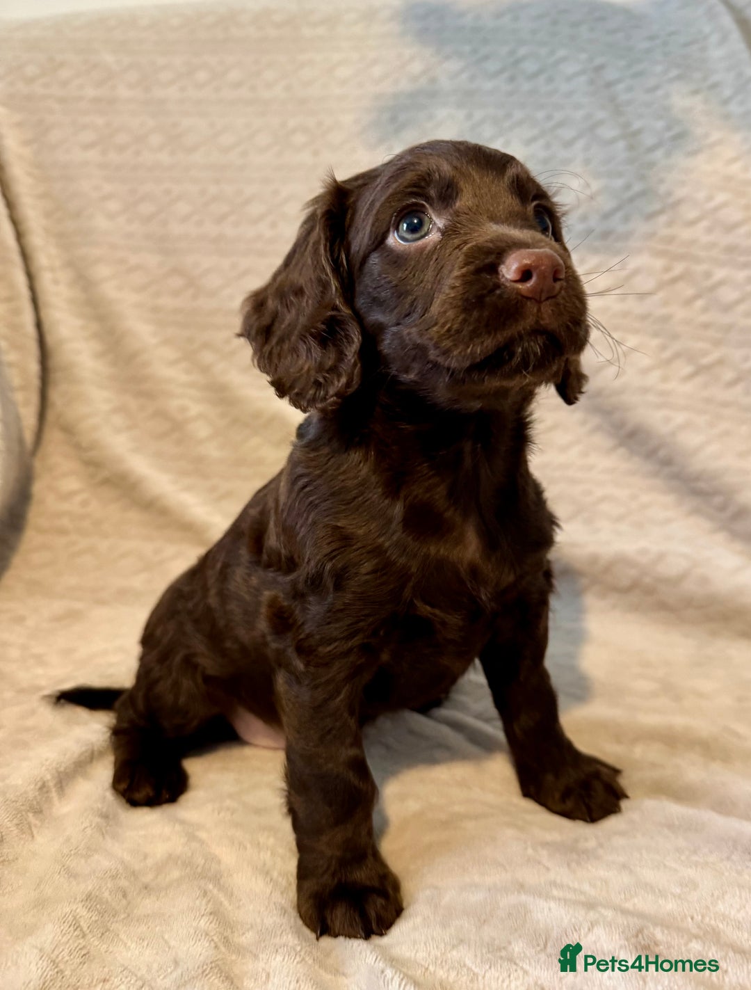 Cocker Spaniel dogs for sale: Last red girl left ready to leave now - Advert 17