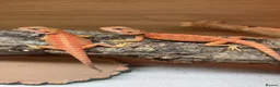 Bearded Dragon reptiles for sale: Stunning Baby Beardies For Sale! - Advert 4