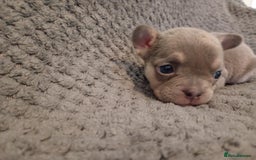 French Bulldog dogs for sale: 💥Two Amazing french bulldogs caring pink🐶 - Image 5
