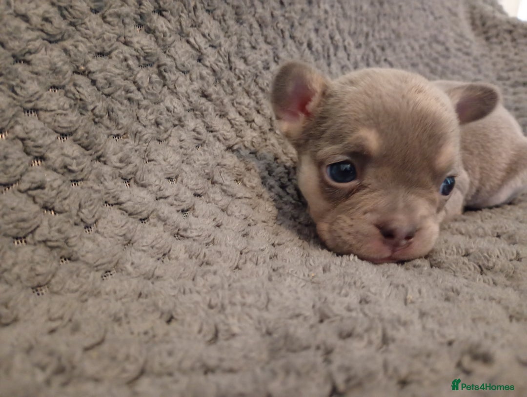French Bulldog dogs for sale: 💥Two Amazing french bulldogs caring pink🐶 - Image 5