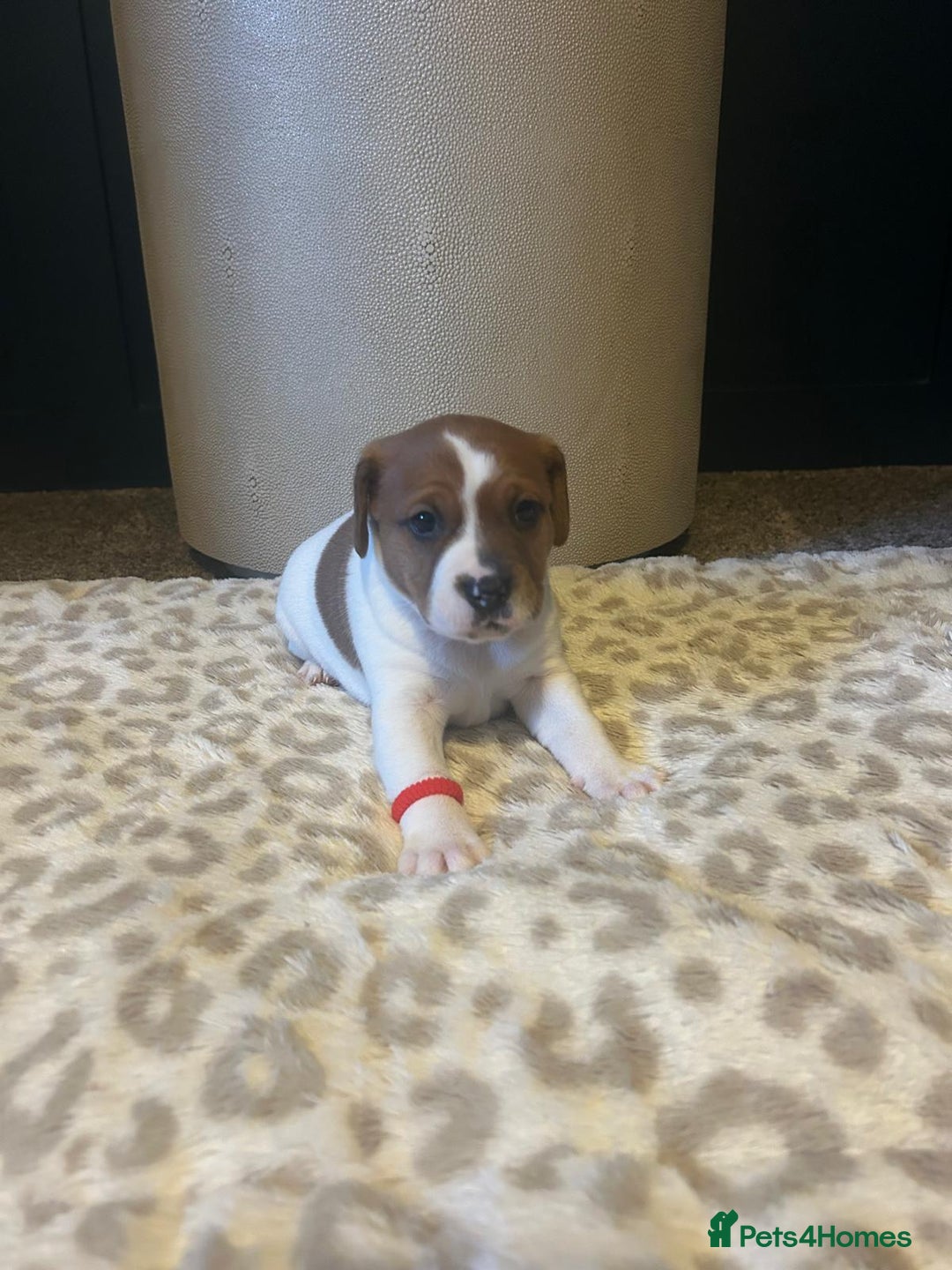 Mixed Breed dogs for sale: Jackastaff - Advert 9