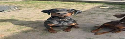 Dobermann dogs for stud: Doberman for stud health tested  - Advert 14