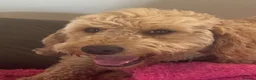Mini Goldendoodle dogs for sale: Bobby – Beautiful Goldendoodle Healthy Boy - Advert 1