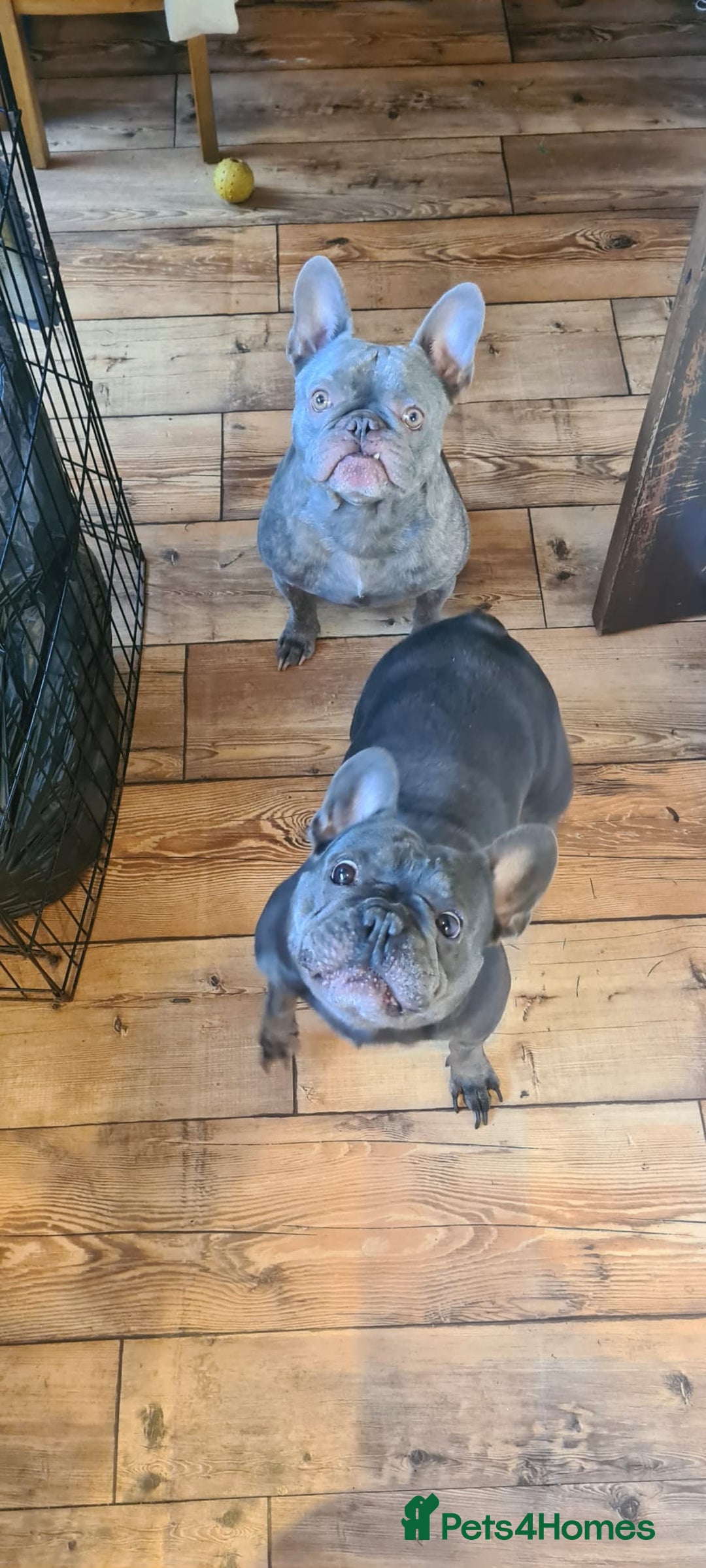 French Bulldog dogs for adoption: ❤️🐶 TILLY & 💙🐶 MARLEY – Two Loving Companions - Advert 26