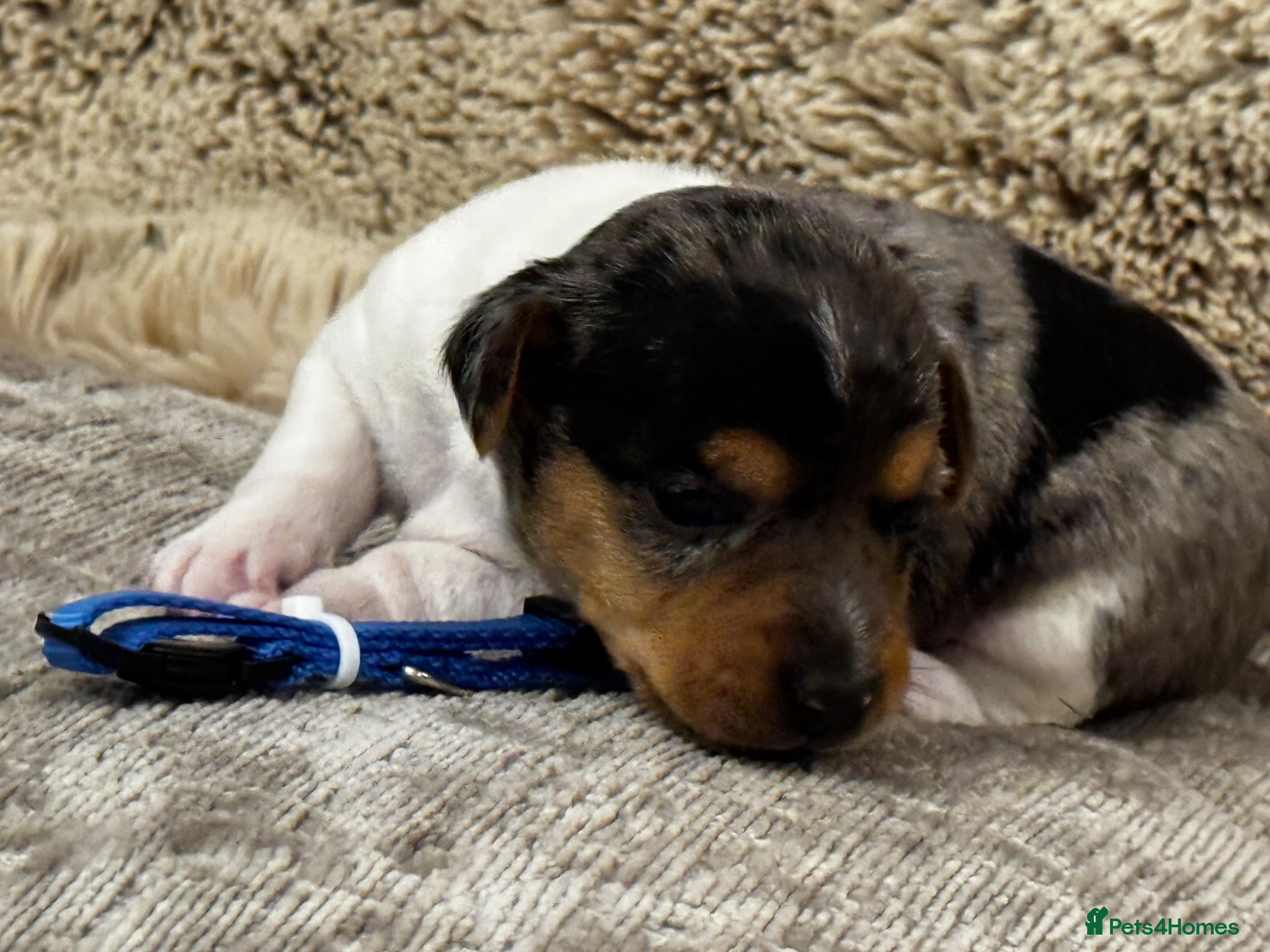 Jack Russell dogs ⭐️ mini Jack Russel puppies ⭐️ - Advert 1