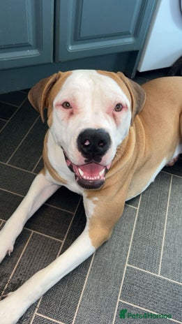 American Bulldog dogs - Advert 1