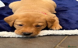 Labrador Retriever dogs for sale: Kennel Club Fox Red Labrador Puppies Health Tested - Advert 34