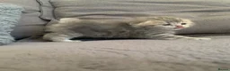 Scottish Fold cats for sale: 🌸PURE BREED SCOTTISH FOLD KITTENS🌸 - Advert 15