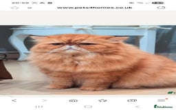 Persian cats for sale: Adorable pure Persian  - Image 8