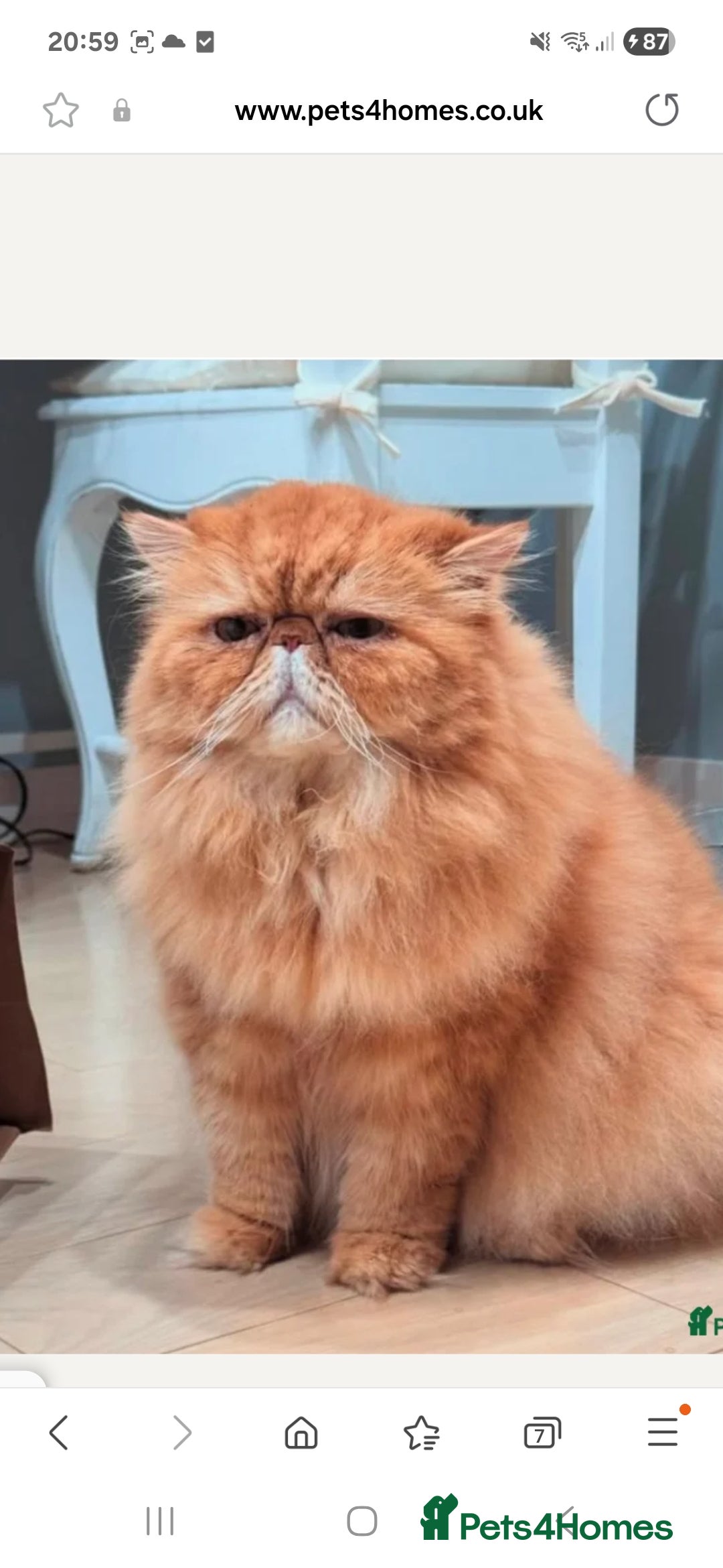 Persian cats for sale: Adorable pure Persian  - Image 8