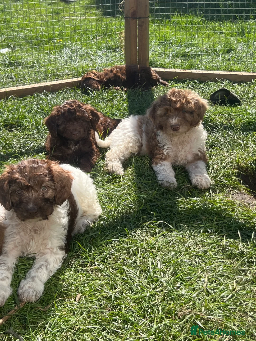 Cockapoo dogs for sale: Gorgeous F1 babies - vaccinated and ready to go - Advert 2