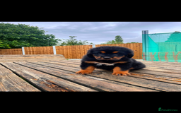 Tibetan Mastiff dogs for sale: 6 Tibetan Mastiff Puppies - Image 14