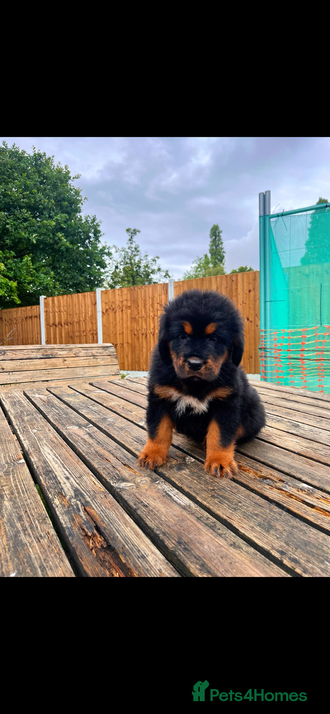 Tibetan Mastiff dogs for sale: 6 Tibetan Mastiff Puppies - Image 14