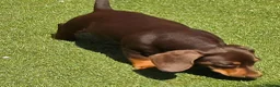 Miniature Dachshund dogs for sale: Stunning KC Registered Miniature Dax 15 mnths fema - Advert 5