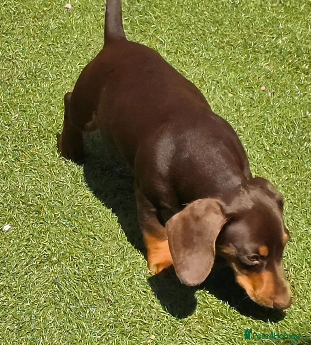 Miniature Dachshund dogs for sale: Stunning KC Registered Miniature Dax 15 mnths fema - Advert 5