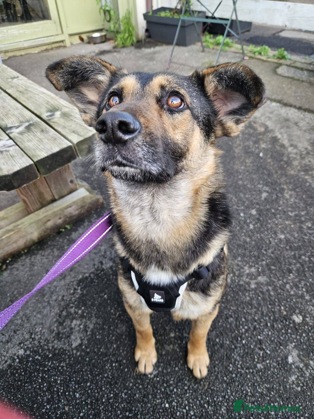 Mixed Breed dogs for adoption: Tio - FOR ADOPTION - Advert 1