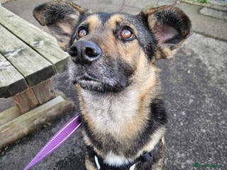 Mixed Breed dogs Tio - FOR ADOPTION - Advert 1