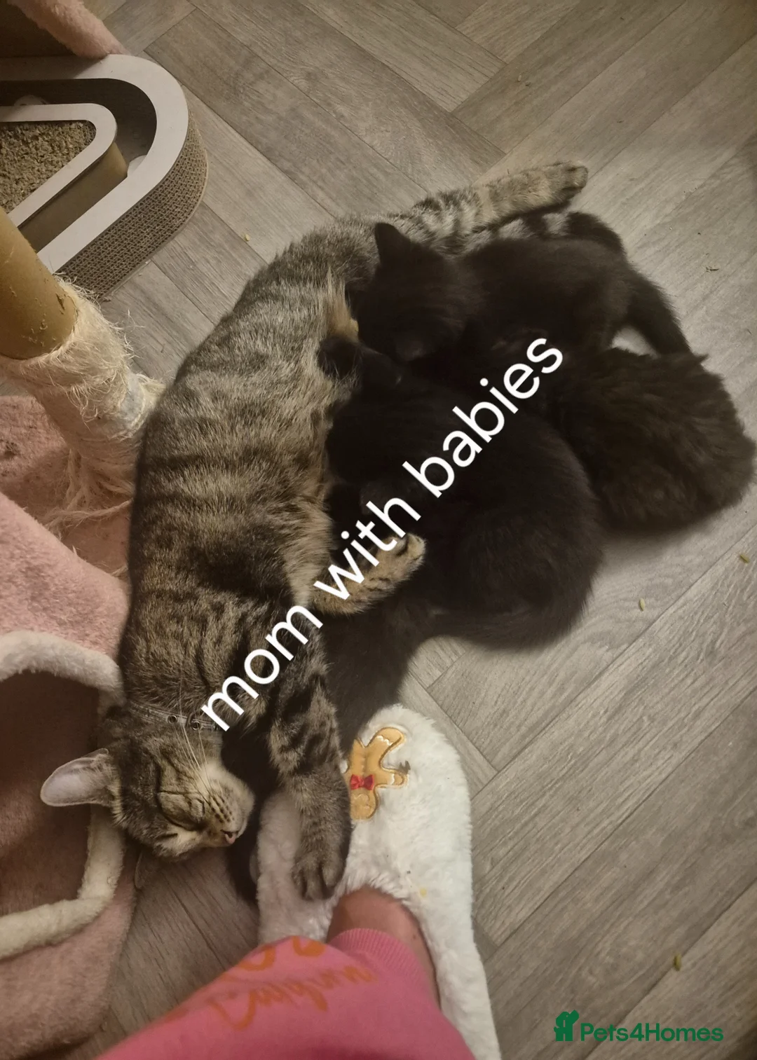 Norwegian Forest Cat cats for sale: Norwegian forest mixed  - Advert 2