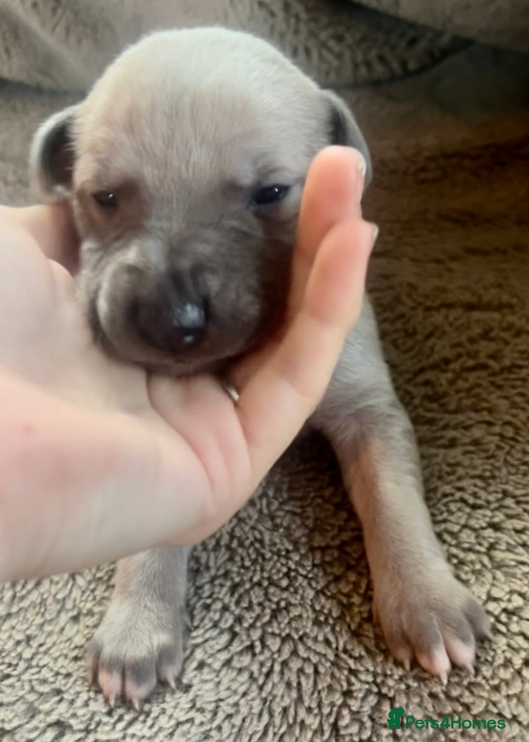 Whippet dogs for sale: Gorgeous KC Whippet Pups - Advert 11