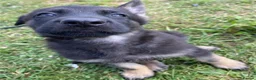 German Shepherd dogs for sale: Working Line German Shepherd Puppies - Cornwall in Hayle - Advert 35