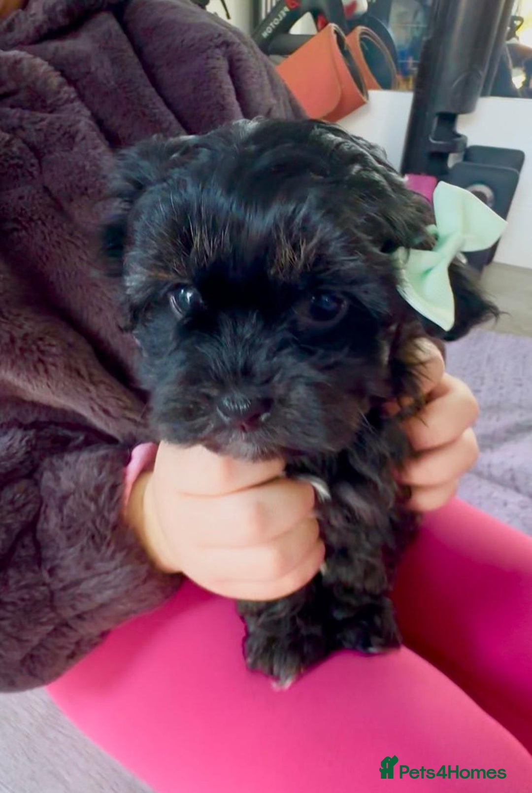 Shih Tzu dogs for sale: Rare imperial black Shih Tzu - Advert 13
