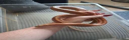 Corn Snake reptiles for sale: Various corn snakes for sale, Snow Tessera & more - Advert 24