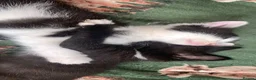 Mixed Breed cats for sale: Ready to leave male and female kittens in Tonbridge - Advert 3