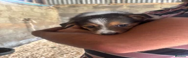 Border Collie 1