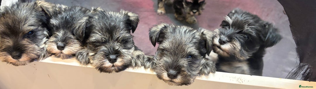 Miniature Schnauzer dogs for sale: Miniature schnauzers  - Advert 11