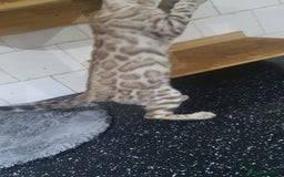 Bengal cats for sale: 🔥✨Pedigree TICA-Registered Bengals - Image 21