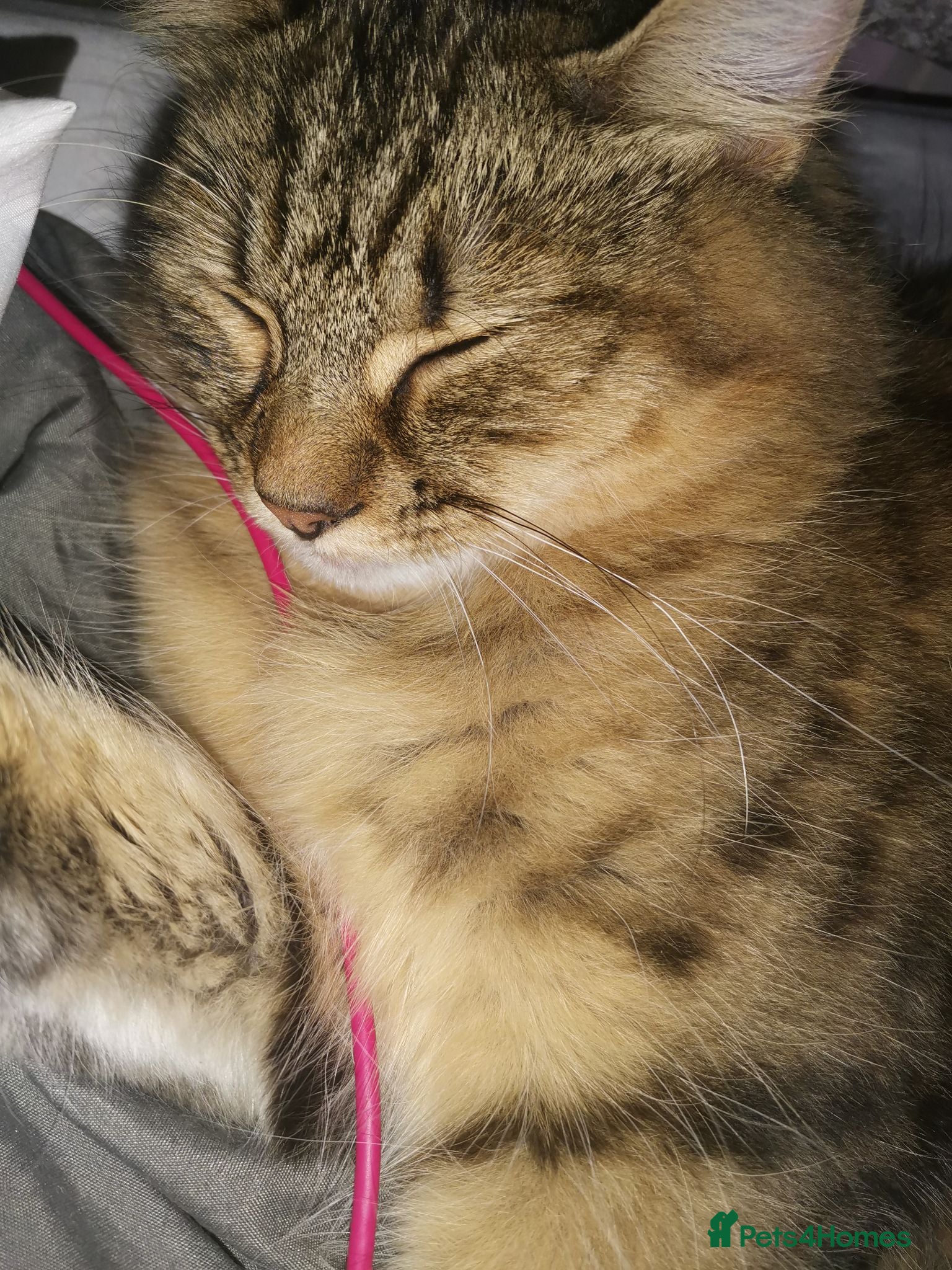 Mixed Breed cats Male tabby bengal mix  - Advert 1