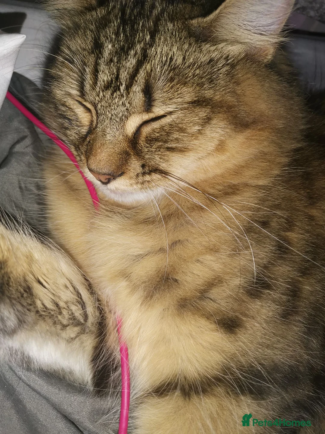 Mixed Breed cats for sale: Male tabby bengal mix  - Advert 1
