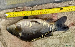 Koi Carp fish for sale: Koi for Sale - Image 10
