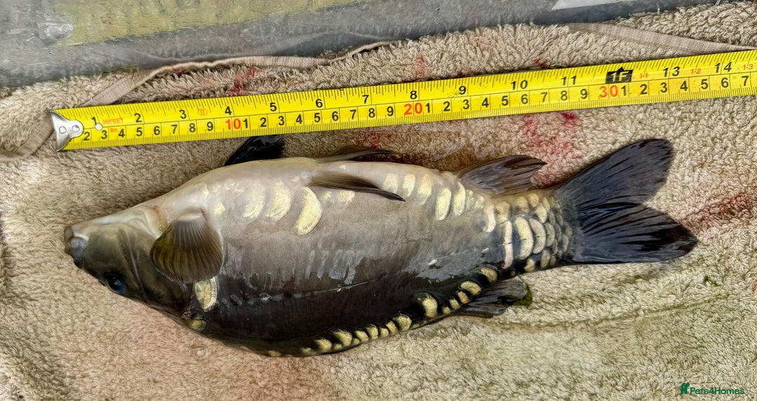 Koi Carp fish for sale: Koi for Sale - Image 10