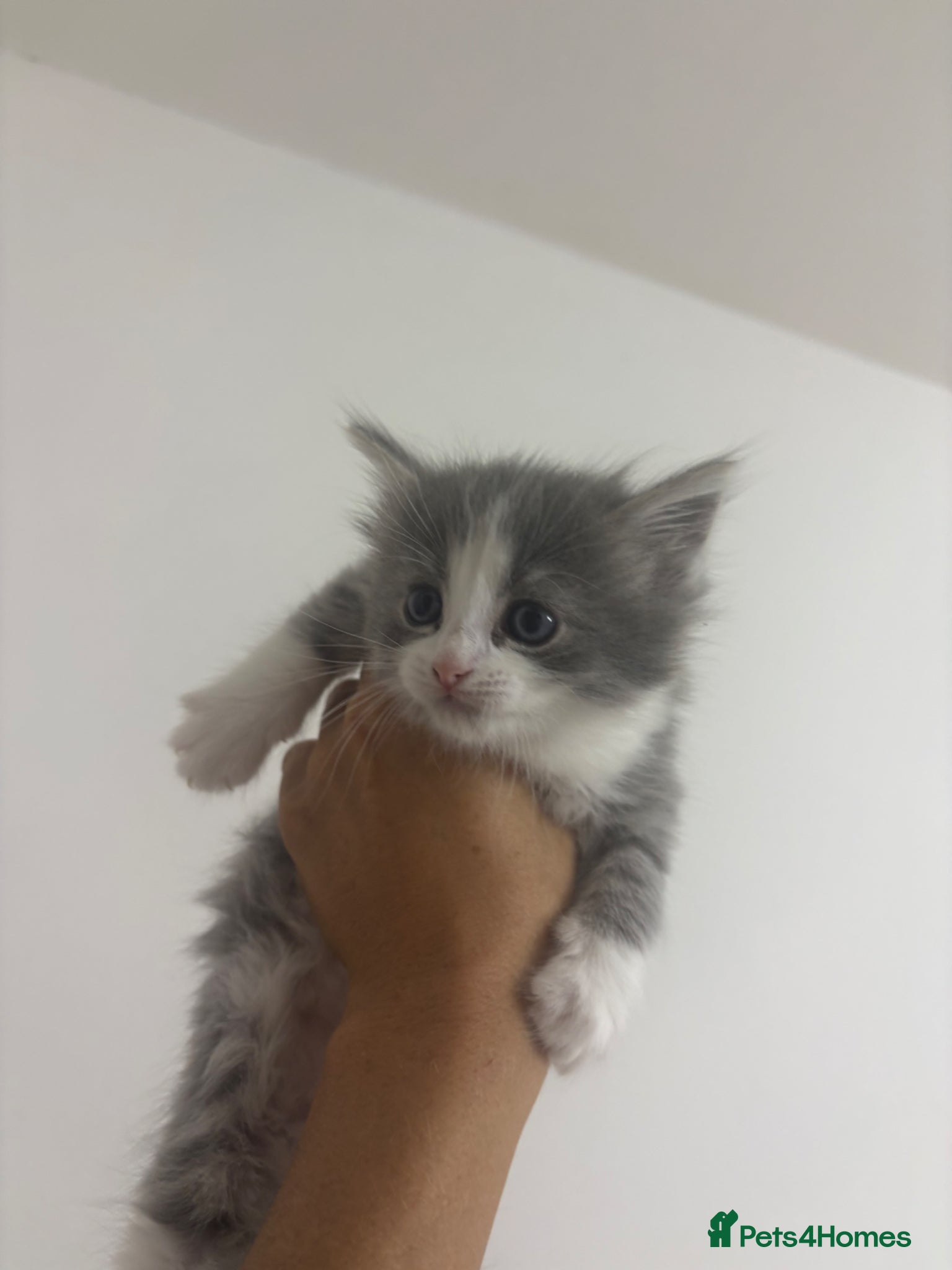 Ragdoll cats for sale: Ragdoll x bengal kittens  - Advert 7